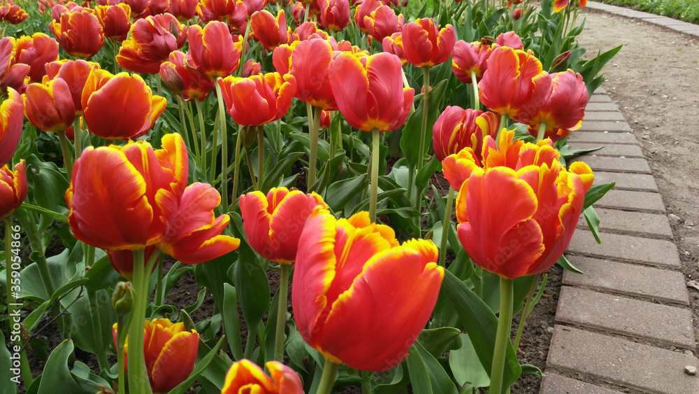 Red tulips. Spring. Kolomensky park. Red tulips. Spring. Kolomensky park.