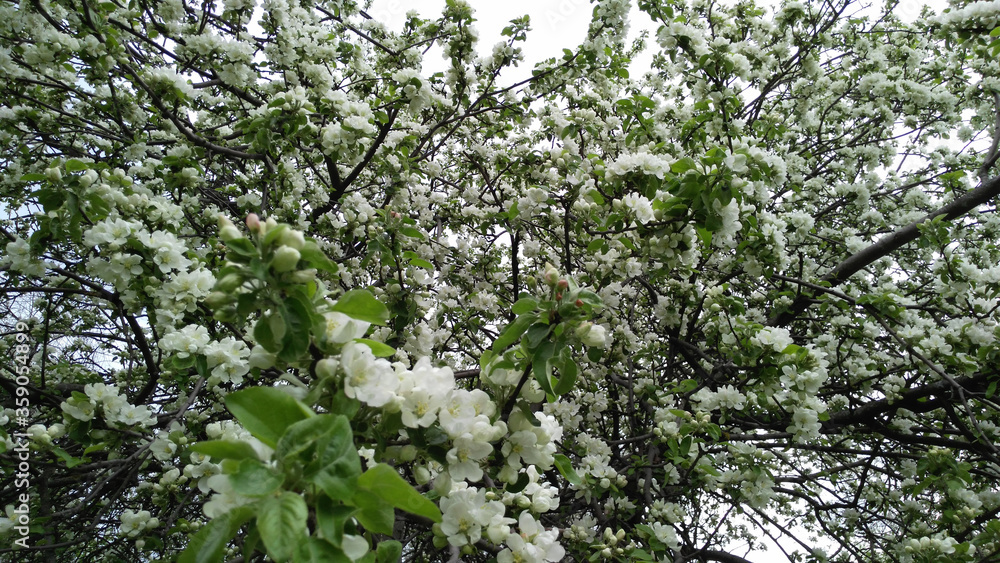 Apple tree in bloom. Spring. Kolomensky park. Apple tree in bloom. Spring. Kolomensky park.