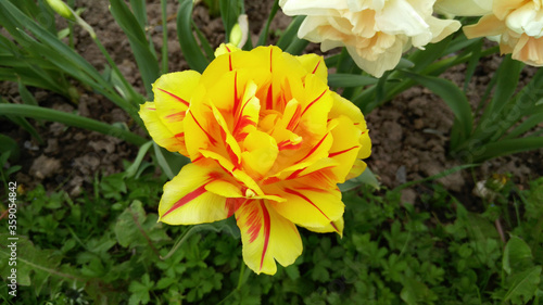 Daffodils. Spring. Kolomensky park. Flower garden. photo