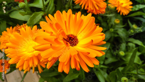 Orange beautiful flowering marigolds. Fall.