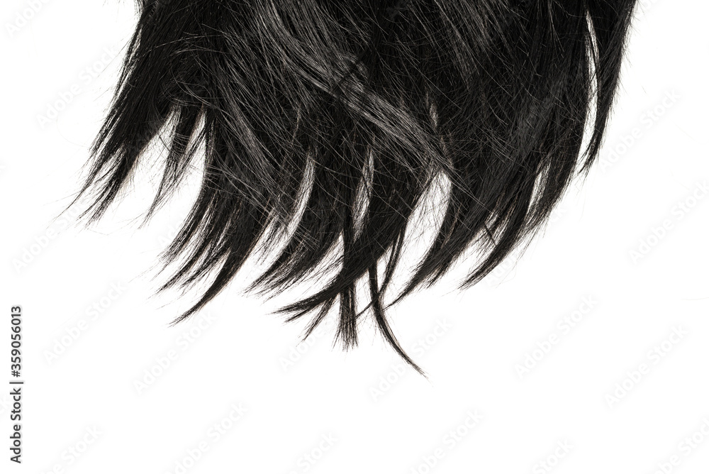 Fototapeta premium Black hair tips isolated on white.