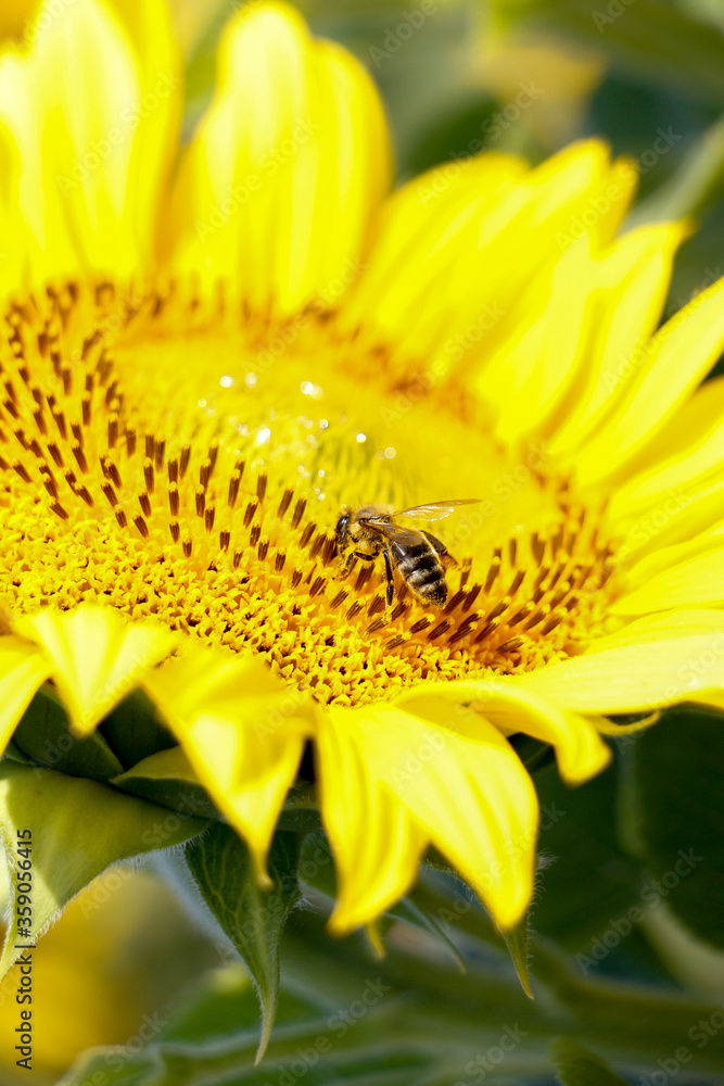 yelow sunflower with bees on a blosoom yelow sunflower with bees on a blosoom
