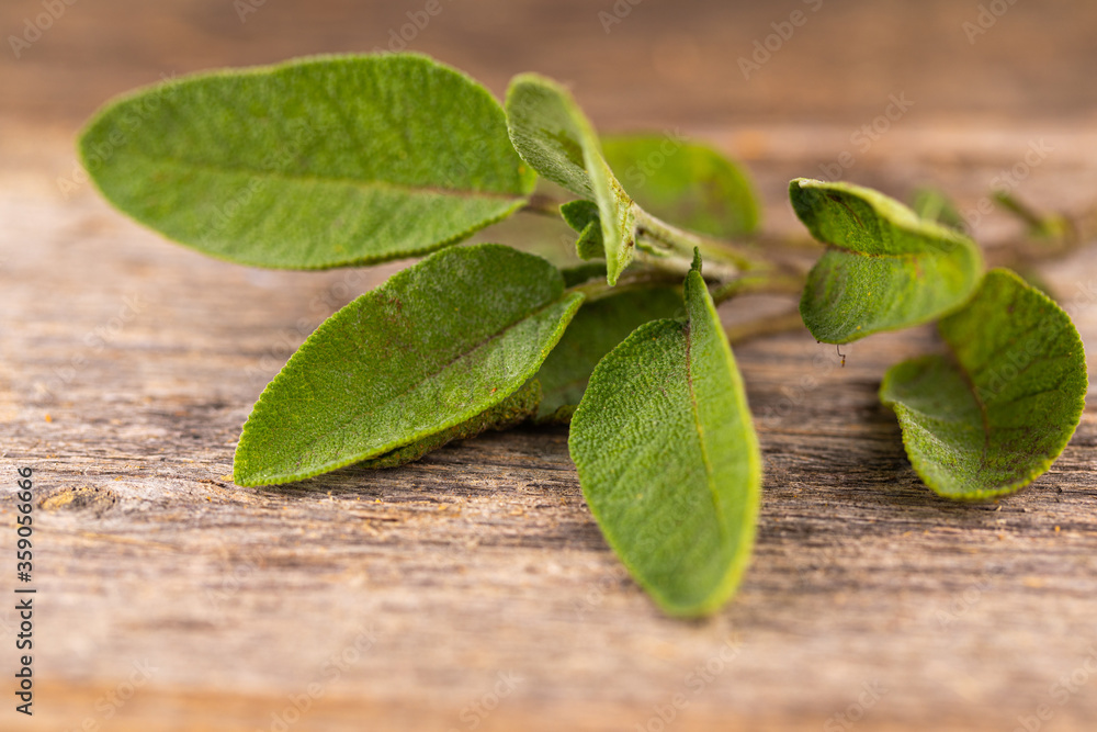 herbs fresh from the garden - sage on an old wooden board herbs fresh from the garden - sage on an old wooden board