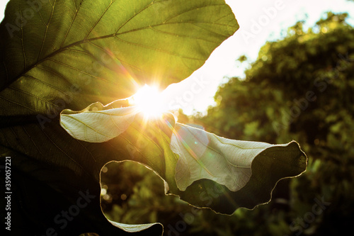 Картината върху платно Leaves shinning during sunny day. Tulum, Mexico.