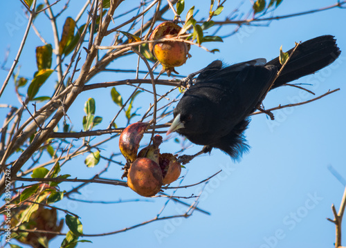 pajaro negro de pico blanco alimentandose en planta de granada