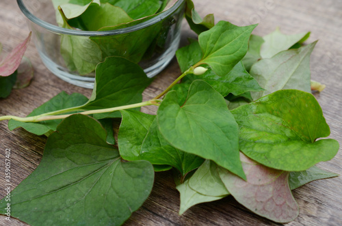 Leaf of houttuynia cordate fish herb