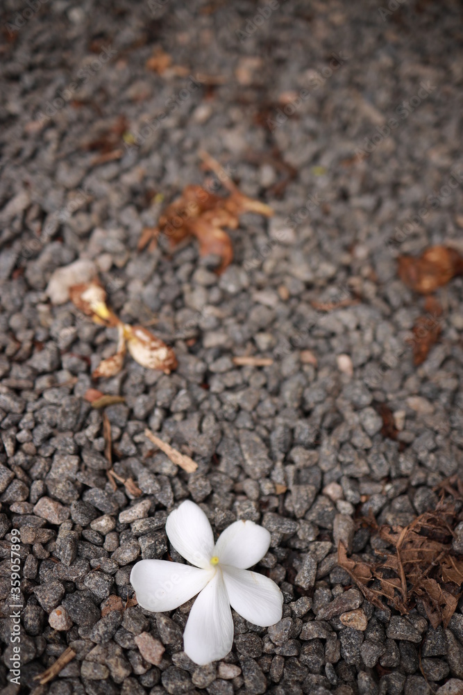 Plumeria fall on the stone floor (common name Frangipani). white flower with brown soil background Plumeria fall on the stone floor (common name Frangipani). white flower with brown soil background