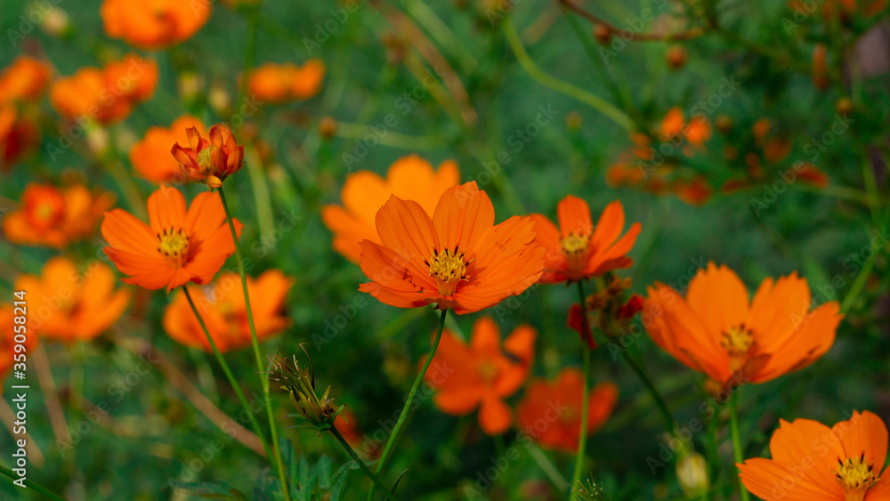 Photograph of orange flowers in the park
