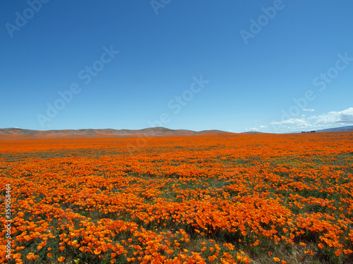 Poppy field super bloom meadow in scenic Southern California.
