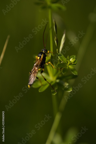 gelb schwarzer käfer flügel fühler