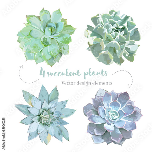 Rosette shaped succulents Echeveria vector design set