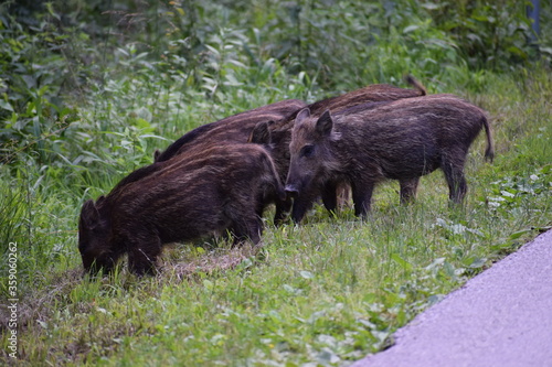 
wild pigs in a nature park