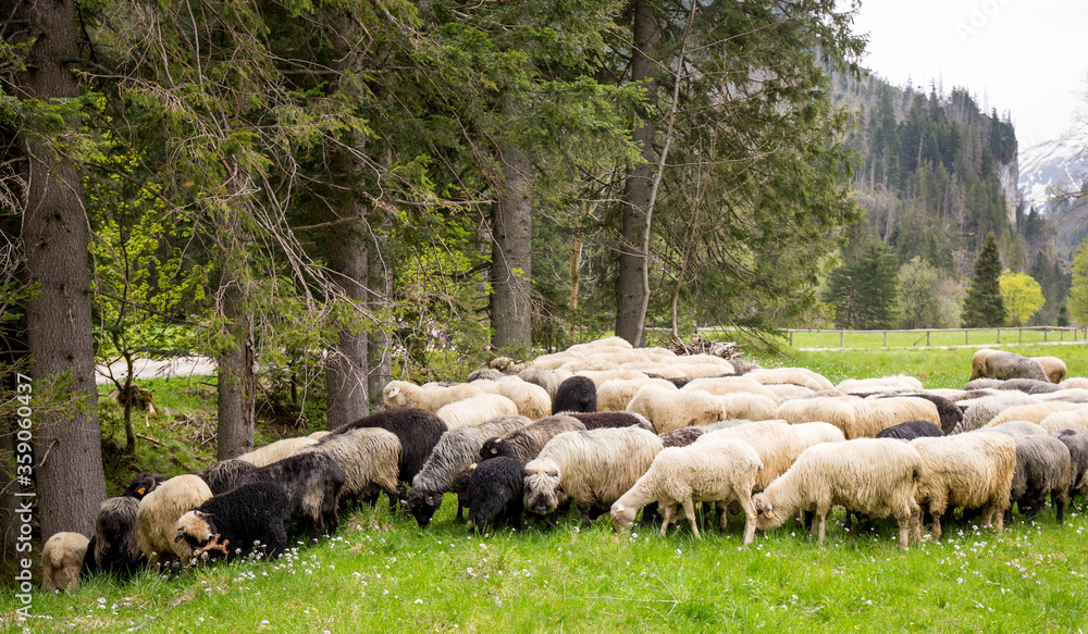 Flock of sheep on green grass, mountain meadow. Nature concept Flock of sheep on green grass, mountain meadow. Nature concept