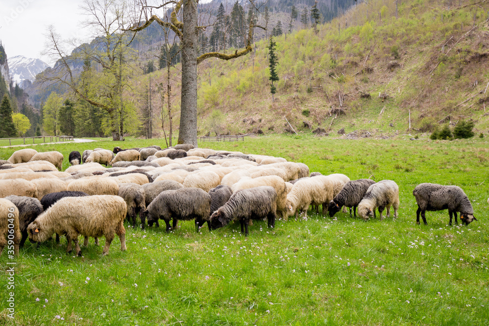 Flock of sheep on green grass, mountain meadow. Nature concept Flock of sheep on green grass, mountain meadow. Nature concept
