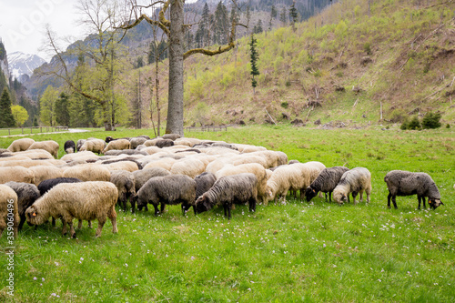 Flock of sheep on green grass, mountain meadow. Nature concept