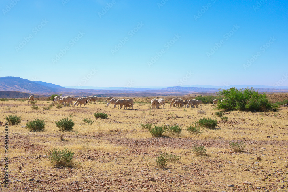 herd of wildebeest in africa