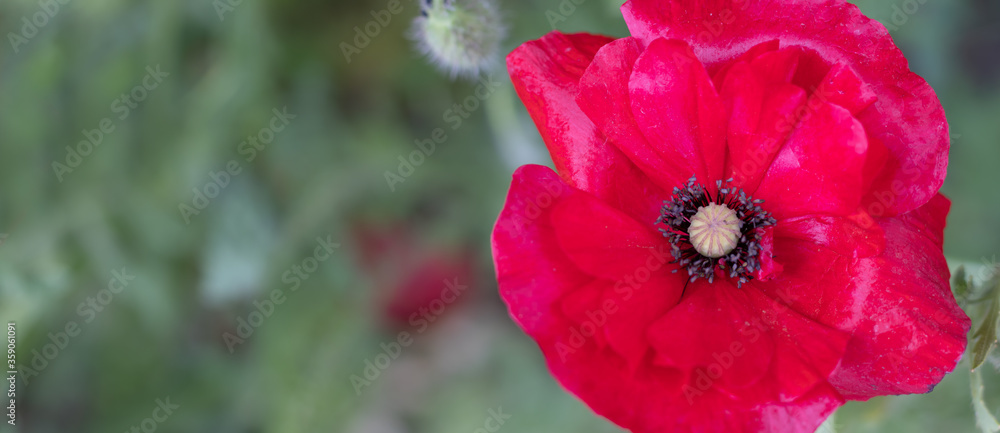 image of beautiful poppies flowers in the garden close-up image of beautiful poppies flowers in the garden close-up