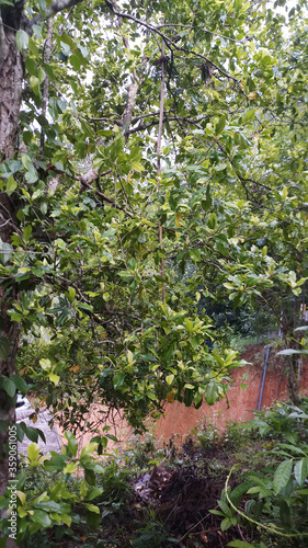 Clove tree branch and leaf.Leaf of clove tree. © spkw