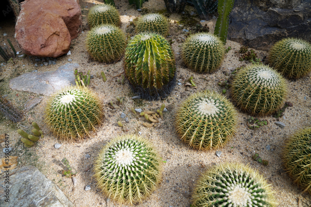 Echinocactus grusonii, popularly known as the golden barrel cactus, golden ball or mother-in-law's cushion, is a well known species of cactus, and is endemic to east-central Mexico Echinocactus grusonii, popularly known as the golden barrel cactus, golden ball or mother-in-law's cushion, is a well known species of cactus, and is endemic to east-central Mexico