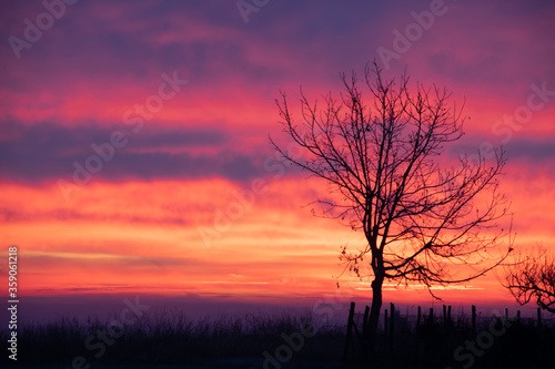 Tree silhouette in the sunrise 