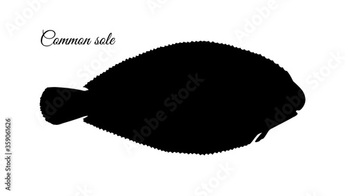 Ink sketch of common sole.