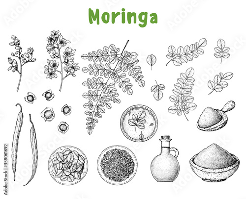Moringa: hand drawn sketch. Organic healthy food. Moringa leaves, plant, powder, seed, oil. Super food hand drawn sketch. Vector illustration set.