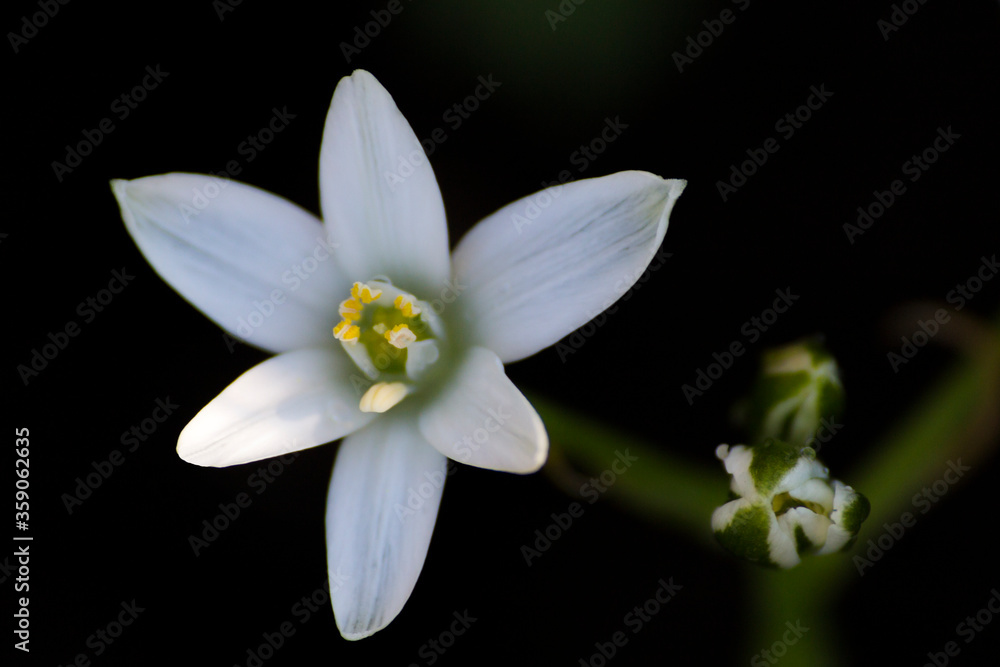 white flower with dark background white flower with dark background