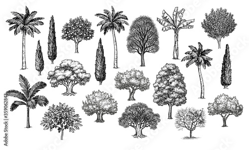 Big set of trees.