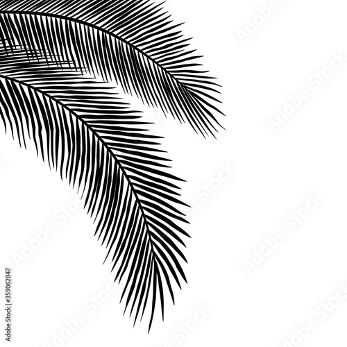 Palm Leaves Silhouettes Hanging at the Corner