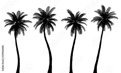 Realistic Palm Tree Silhouettes, Trunk and Leaves are Isolated from Each Other, Set 2