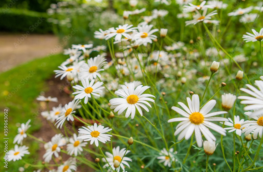 Summer Time Common Daisies in a Garden Summer Time Common Daisies in a Garden
