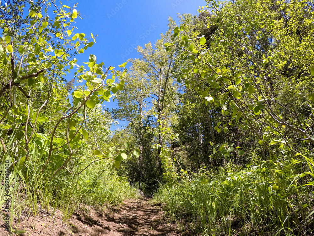 wooded trail, down low on the trail, grassy trail, remote walking trail, trail from a different perspective wooded trail, down low on the trail, grassy trail, remote walking trail, trail from a different perspective