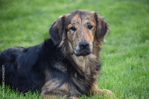 golden retriever dog