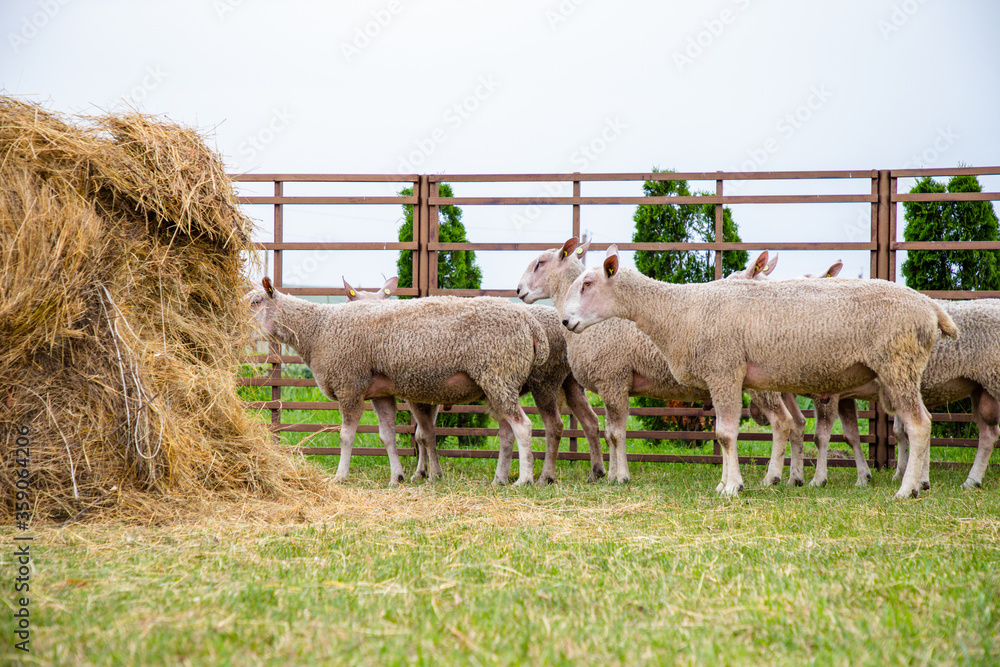 Fototapeta premium Sheep in a farm of different varieties and ages.