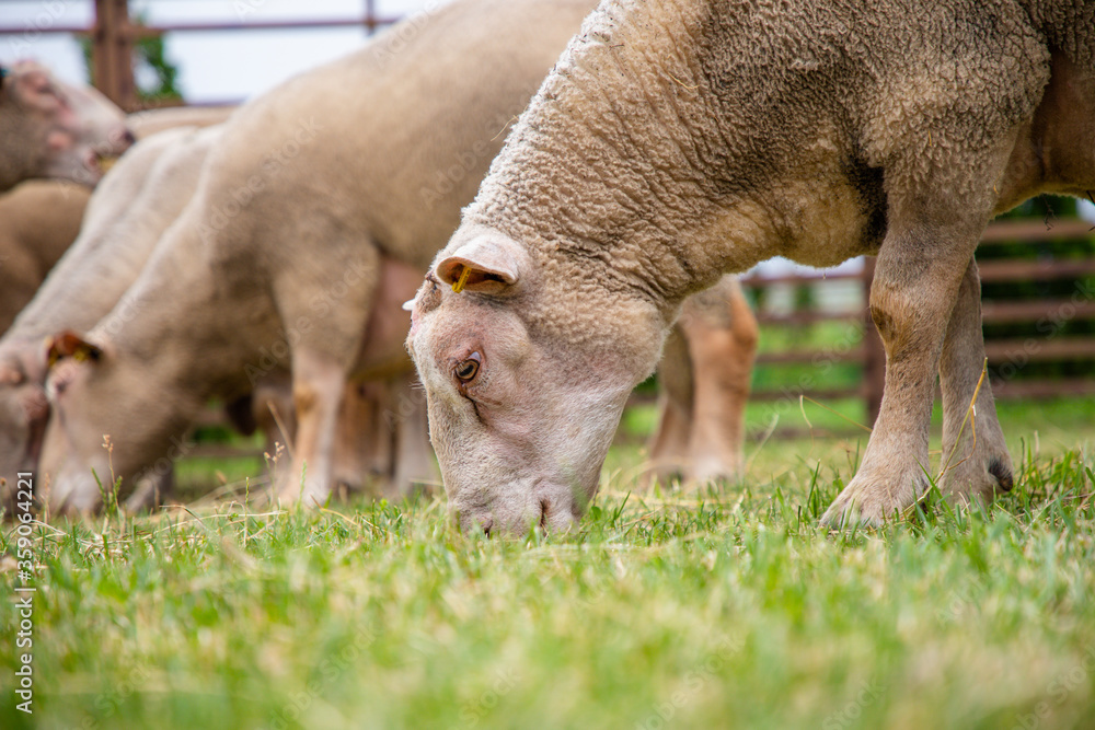Sheep in a farm of different varieties and ages. Sheep in a farm of different varieties and ages.