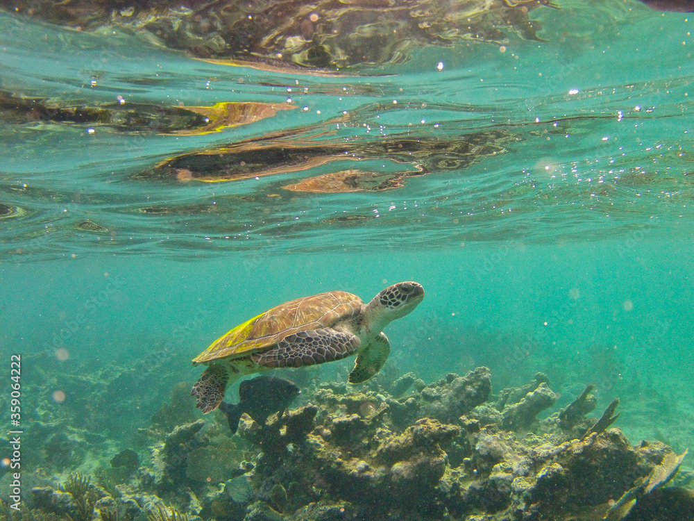 Sea turtle Sea turtle