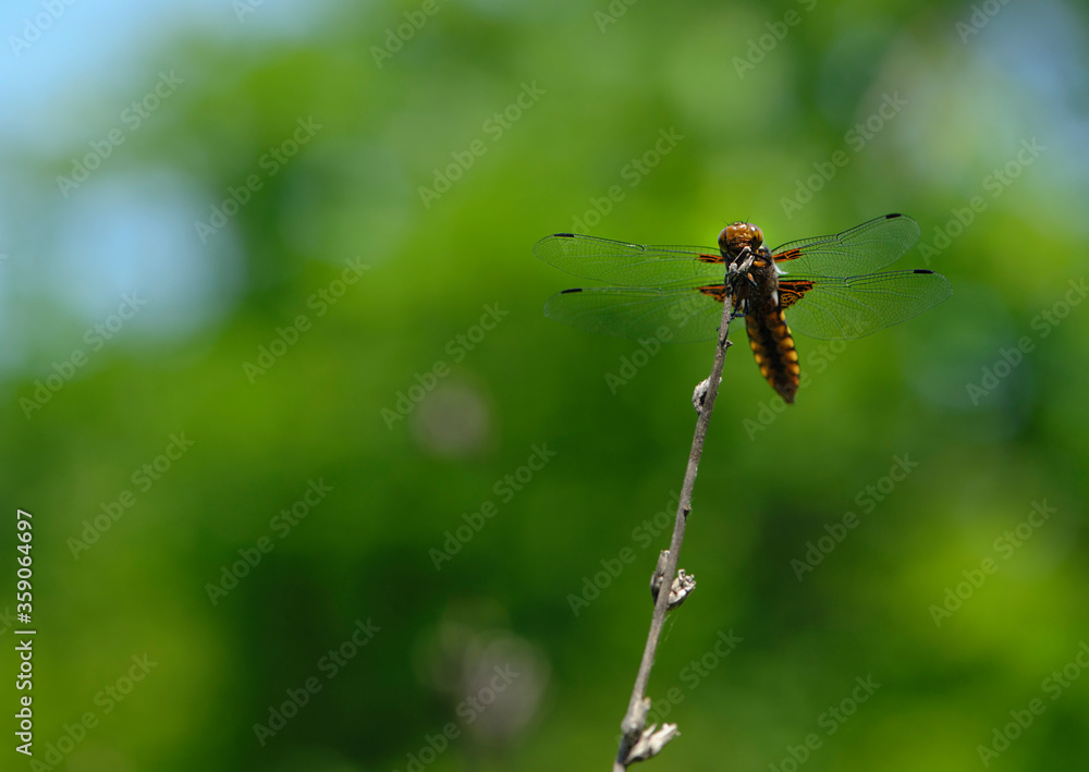 dragonfly sits on a dry branch on a green background dragonfly sits on a dry branch on a green background