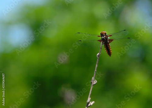 dragonfly sits on a dry branch on a green background