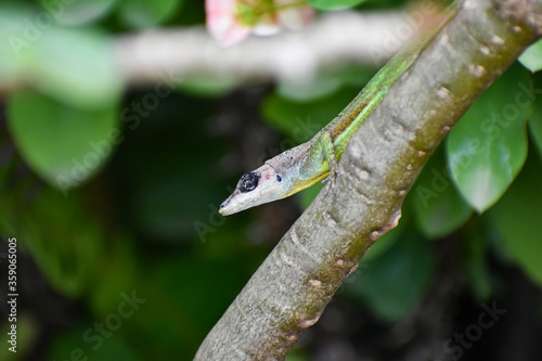 Side view of face and head of a green anolis extremus or Barbados anole lizard sitting on a branch outdoors against a green blurred nature background with leaves and plants.