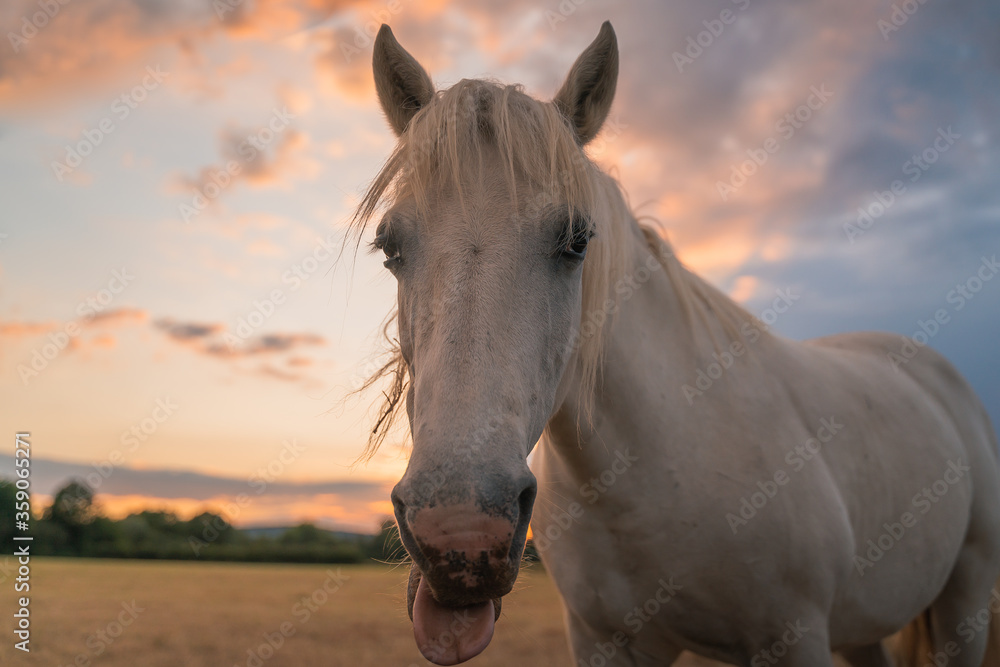 horse in the field horse in the field