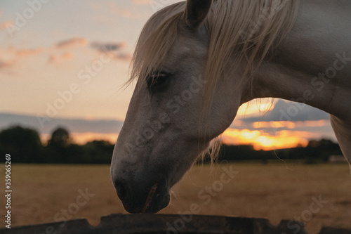portrait of a horse