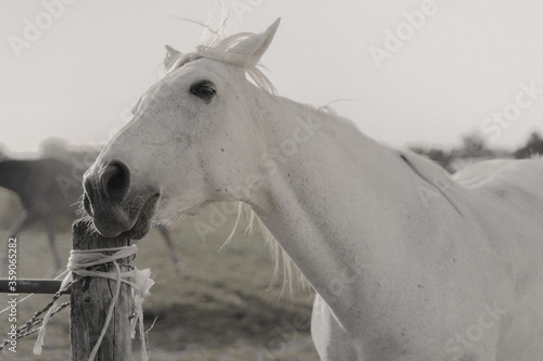 white horse portrait