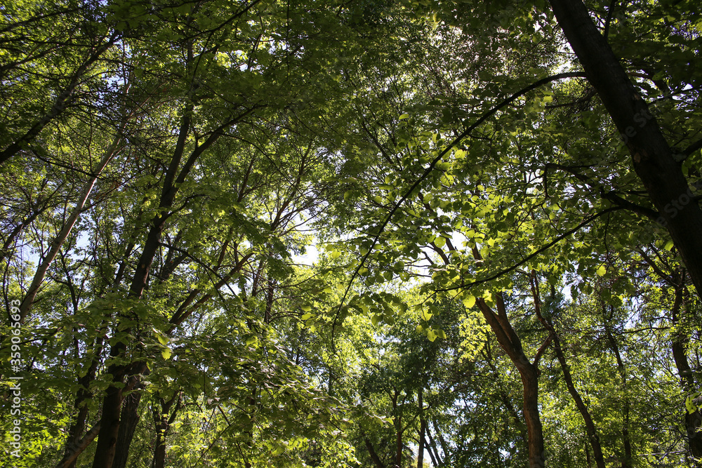 Treetop at Assinibione Park. Green Forest. Treetop at Assinibione Park. Green Forest.