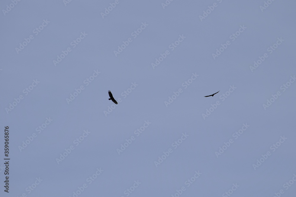 Circling Buzzards 6