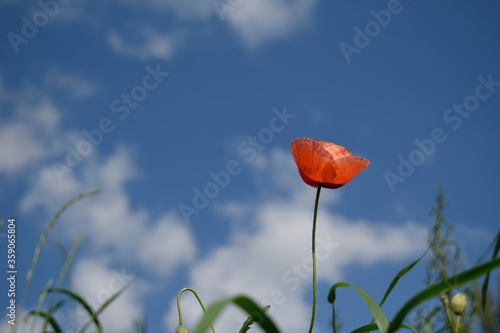 one red poppy flower is on the background of a blue sky