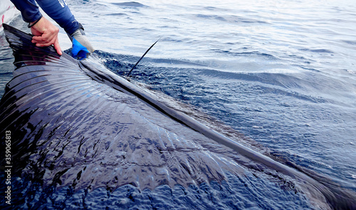 holding sailfish before release 