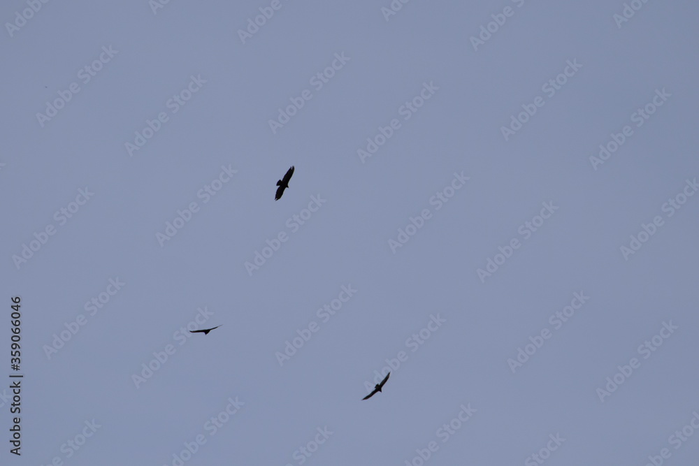 Circling Buzzards 3 Circling Buzzards 3