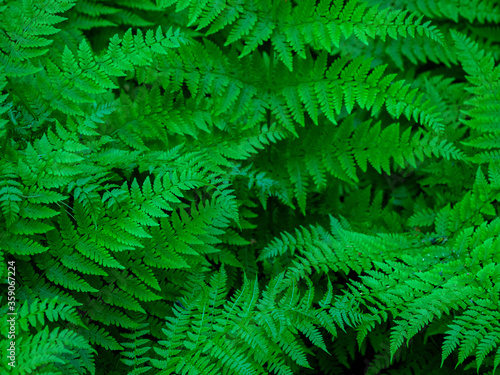 Fern in the forest