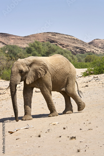 Very rare wild desert elephant in Hoanib river valley, Damaraland, Kaokoveld, Kaokoland, Kunene, Sesfontein, Namibia