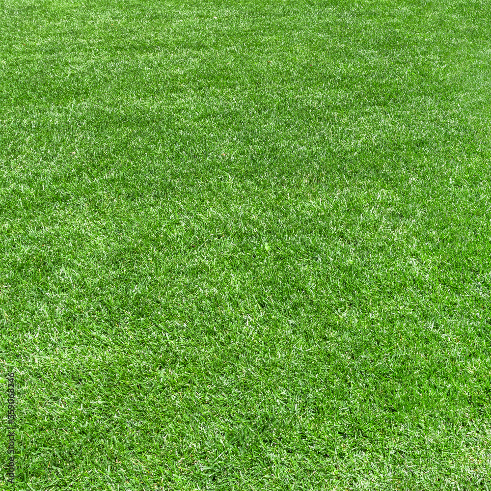 Fototapeta premium Grass background